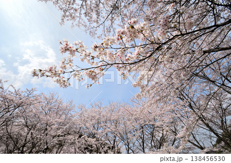 佐賀県横竹ダム周辺のサクラ、桜 138456530