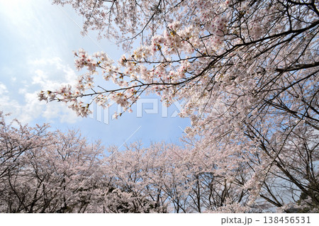 佐賀県横竹ダム周辺のサクラ、桜 138456531