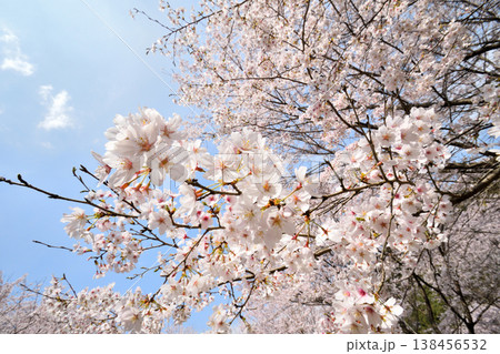 佐賀県横竹ダム周辺のサクラ、桜 佐賀県横竹ダム周辺のサクラ、桜 138456532
