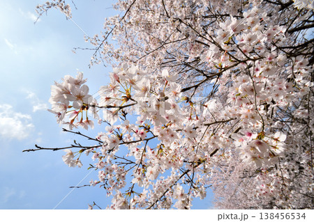 佐賀県横竹ダム周辺のサクラ、桜 138456534