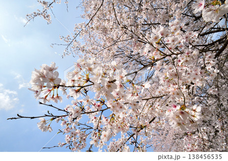 佐賀県横竹ダム周辺のサクラ、桜 138456535