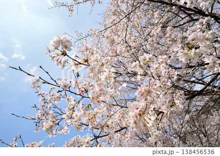 佐賀県横竹ダム周辺のサクラ、桜 佐賀県横竹ダム周辺のサクラ、桜 138456536