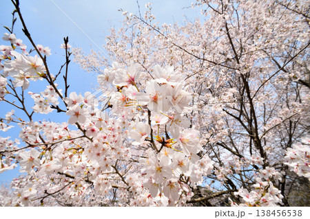 佐賀県横竹ダム周辺のサクラ、桜 138456538
