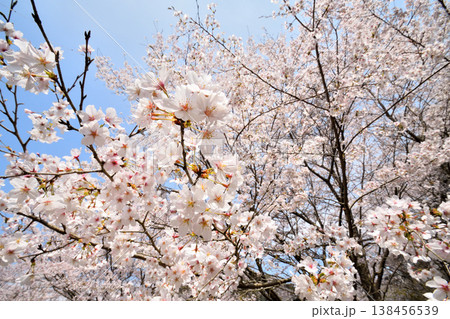 佐賀県横竹ダム周辺のサクラ、桜 佐賀県横竹ダム周辺のサクラ、桜 138456539