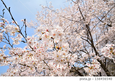佐賀県横竹ダム周辺のサクラ、桜 佐賀県横竹ダム周辺のサクラ、桜 138456540