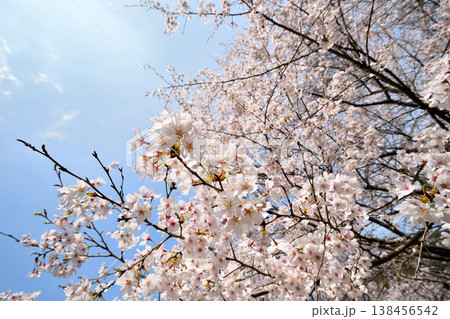 佐賀県横竹ダム周辺のサクラ、桜 138456542