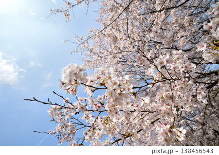 佐賀県横竹ダム周辺のサクラ、桜 佐賀県横竹ダム周辺のサクラ、桜 138456543