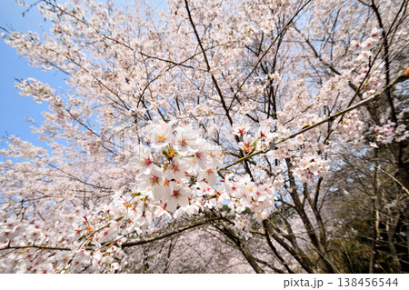 佐賀県横竹ダム周辺のサクラ、桜 佐賀県横竹ダム周辺のサクラ、桜 138456544