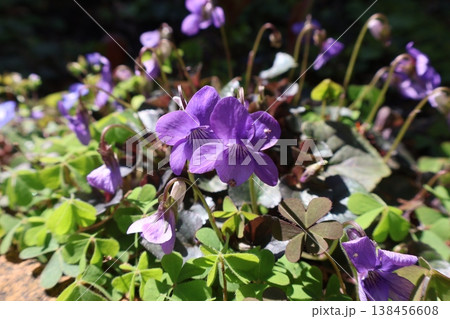 春の花壇に咲く紫色のスミレ 春の花壇に咲く紫色のスミレ 138456608