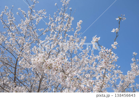 春の訪れ　アンズの花 138456643