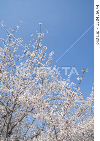 春の訪れ　アンズの花 138456644