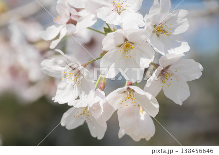 春の訪れ　アンズの花 138456646