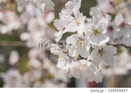 春の訪れ　アンズの花 138456647