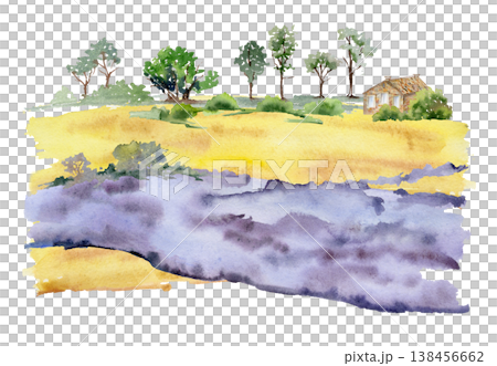 Lavender plantation with soft golden fields, distant cottage and tree rows scenery. Isolated illustration hand drawn in watercolor. Farm tourism visuals, travel editorials, Provence themed graphics. 138456662