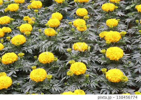 yellow colored marigold flower plant on farm for harvest yellow colored marigold flower plant on farm for harvest 138456774
