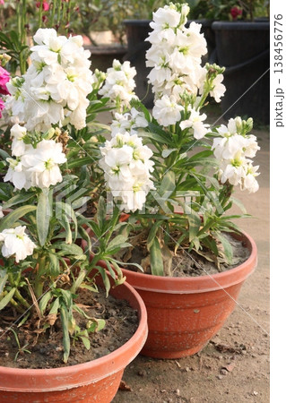 Matthiola flower plant on bag in farm for harvest 138456776