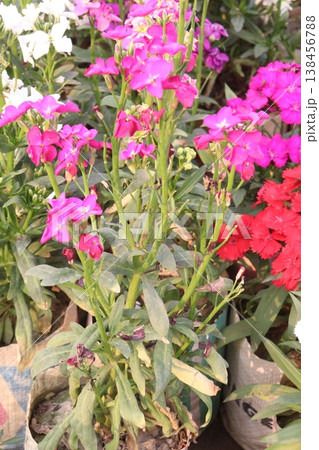 Matthiola flower plant on bag in farm for harvest Matthiola flower plant on bag in farm for harvest 138456788