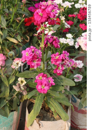 Matthiola flower plant on bag in farm for harvest Matthiola flower plant on bag in farm for harvest 138456789