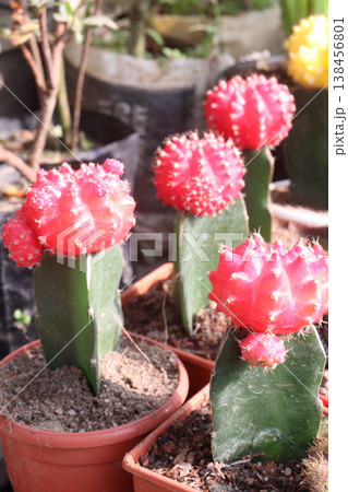 Moon Cactus on pot in nursery Moon Cactus on pot in nursery 138456801