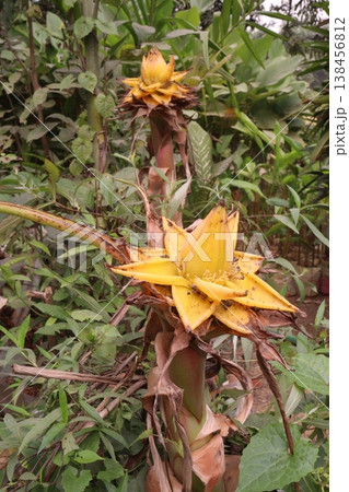 Musella lasiocarpa, Chinese dwarf banana, golden lotus banana, Chinese yellow banana flower plant Musella lasiocarpa, Chinese dwarf banana, golden lotus banana, Chinese yellow banana flower plant 138456812