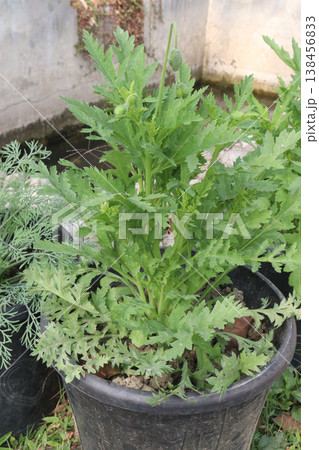Papaver rhoeas or Common poppy flowers on farm for harvest Papaver rhoeas or Common poppy flowers on farm for harvest 138456833