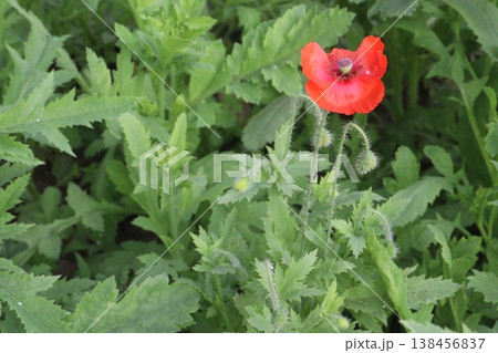 Papaver rhoeas or Common poppy flowers on farm for harvest Papaver rhoeas or Common poppy flowers on farm for harvest 138456837