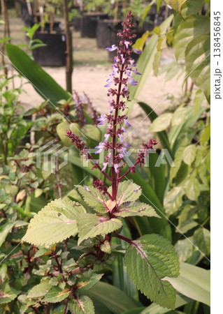 Plectranthus monostachyus flower plant on farm for harvest Plectranthus monostachyus flower plant on farm for harvest 138456845