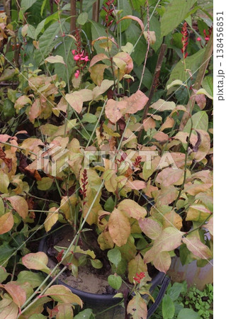 Plumbago indica, the India leadwort, scarlett leadwort or whorled plantain flowering plant 138456851