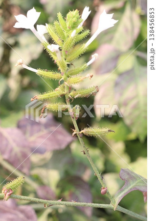 Plumbago zeylanica, Ceylon leadwort, doctorbush, wild leadwort flower plant Plumbago zeylanica, Ceylon leadwort, doctorbush, wild leadwort flower plant 138456853