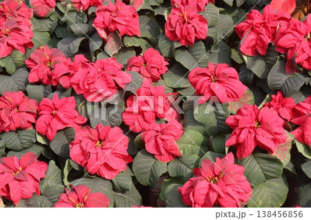 Poinsettia flower plant on nursery Poinsettia flower plant on nursery 138456856