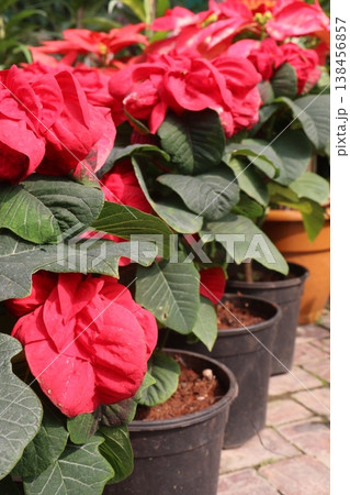 Poinsettia flower plant on nursery 138456857