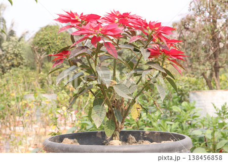Poinsettia flower plant on nursery Poinsettia flower plant on nursery 138456858
