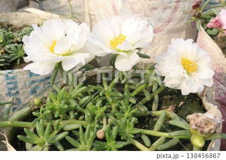 Portulaca grandiflora flower plant on bag Portulaca grandiflora flower plant on bag 138456867