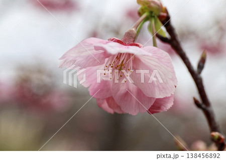 早咲き桜・ヨウコウのやわらかな春色 早咲き桜・ヨウコウのやわらかな春色 138456892