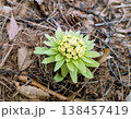 ふきのとう 138457419