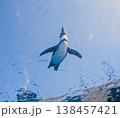 空飛ぶペンギン 138457421