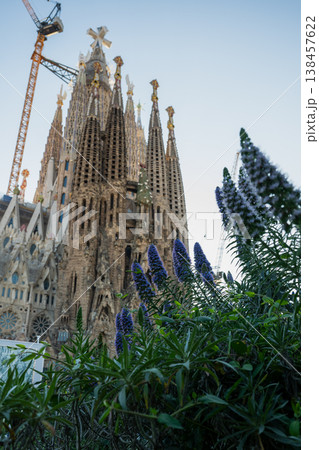 Sagrada Familia basilica with blooming flowers in foreground Barcelona Spain iconic architecture landmark travel destination 138457622