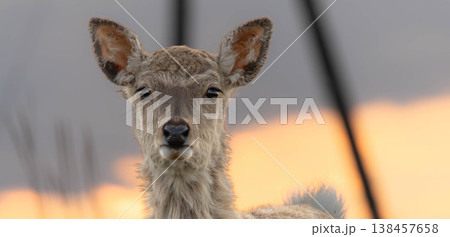 夕暮れの北海道別海町野付半島で出会った可愛いエゾシカの子鹿 138457658