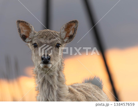 夕暮れの北海道別海町野付半島で出会った可愛いエゾシカの子鹿 138457659
