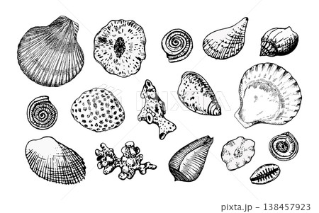 Vector illustration of assorted seashells and coral in black line art. Engraving style with precise contours. Ideal for marine design, prints, logos, packaging, educational or coastal-themed projects 138457923