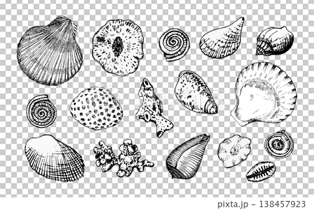 Vector illustration of assorted seashells and coral in black line art. Engraving style with precise contours. Ideal for marine design, prints, logos, packaging, educational or coastal-themed projects 138457923