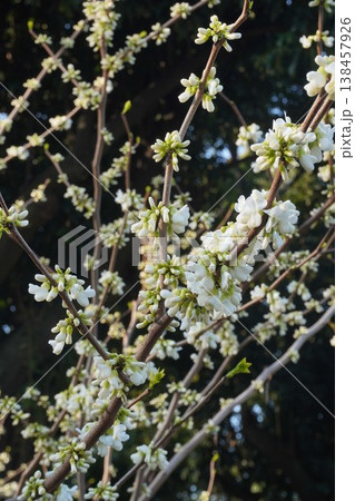 もうすぐ開花ハナズオウの花・2026年4月 もうすぐ開花ハナズオウの花・2026年4月 138457926