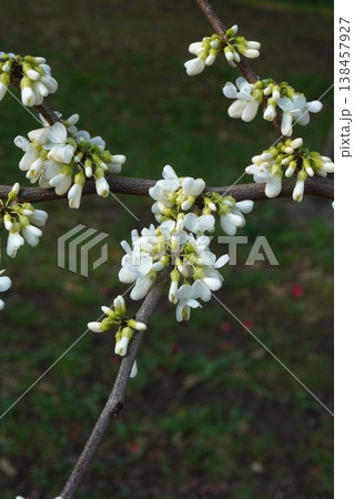 もうすぐ開花ハナズオウの花・2026年4月 もうすぐ開花ハナズオウの花・2026年4月 138457927