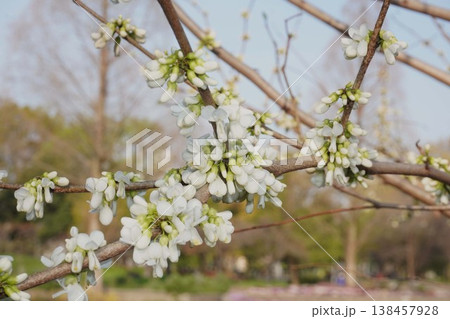 もうすぐ開花ハナズオウの花・2026年4月 もうすぐ開花ハナズオウの花・2026年4月 138457928