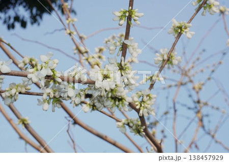 もうすぐ開花ハナズオウの花・2026年4月 138457929