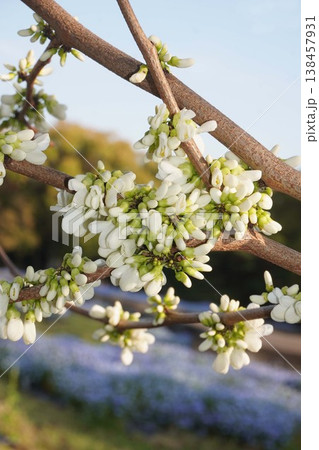 もうすぐ開花ハナズオウの花・2026年4月 138457931
