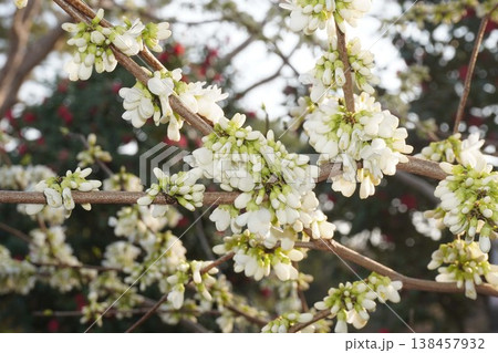 もうすぐ開花ハナズオウの花・2026年4月 もうすぐ開花ハナズオウの花・2026年4月 138457932
