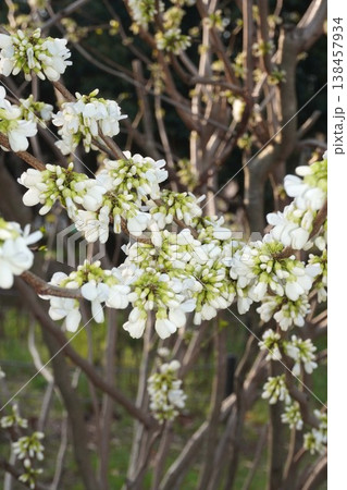 もうすぐ開花ハナズオウの花・2026年4月 138457934