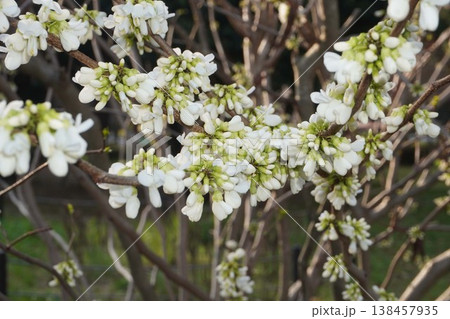 もうすぐ開花ハナズオウの花・2026年4月 138457935