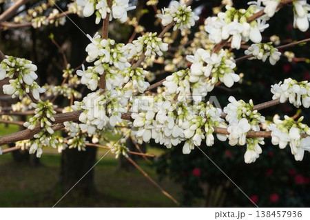 もうすぐ開花ハナズオウの花・2026年4月 138457936
